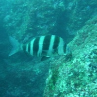 P1100239a_cwz.jpg