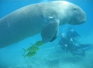 Dugong thmb.jpg