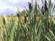 Typha latifolia