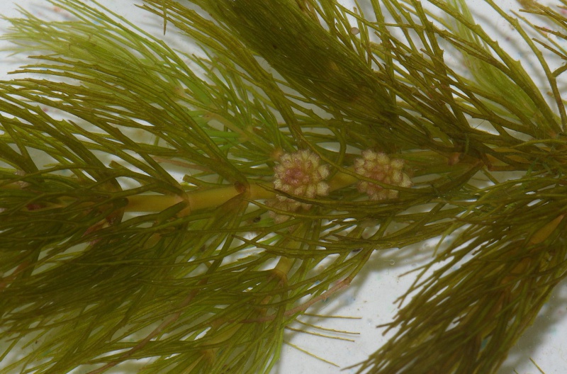 Fichier:Ceratophyllum demersum.jpg