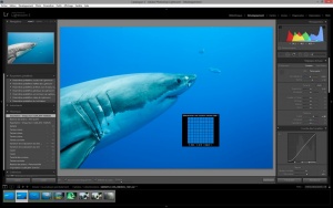 Lightroom shark MH.jpg