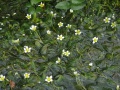 Ranunculus trichophyllus