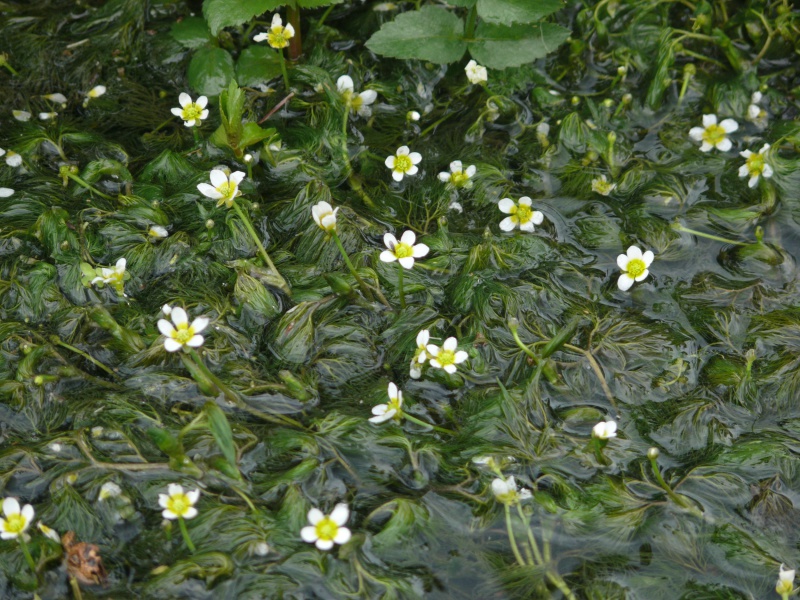 Fichier:Ranunculus trichophyllus.jpg