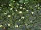 Ranunculus trichophyllus