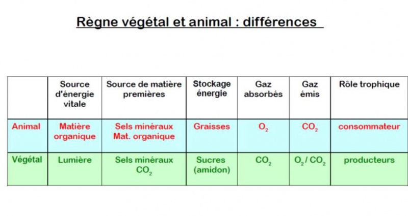 Fichier:Regne Veg Animal.jpg