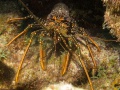 2015-Bonaire Langouste CG 1-49.jpg