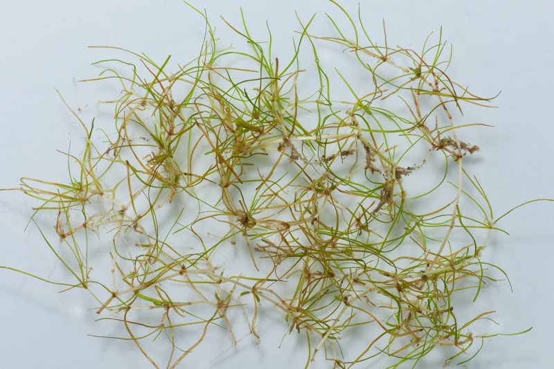 Fichier:Zannichellia palustris.jpg
