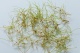 Zannichellia palustris