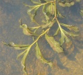 Potamogeton decipiens