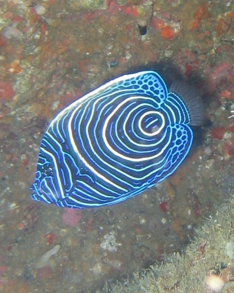 Fichier:Claude 6 020cFeisal.jpg