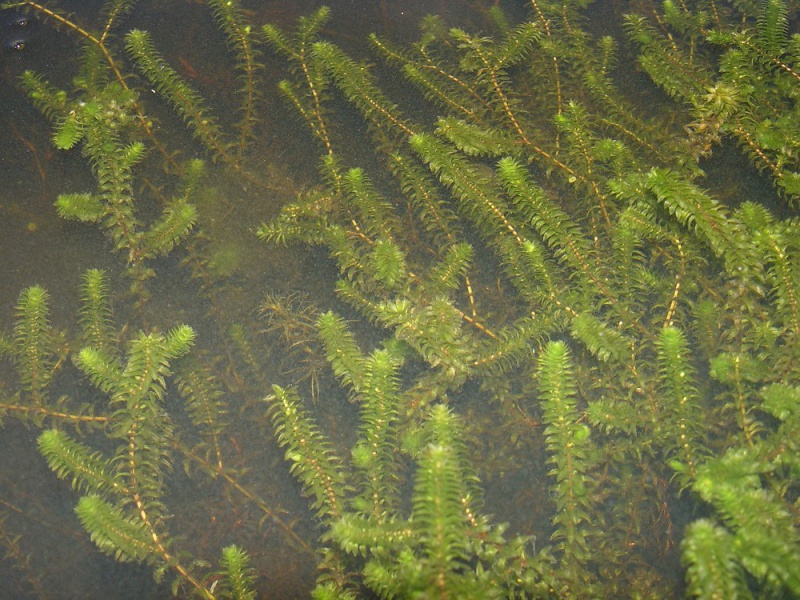 Fichier:Elodea canadensis.jpg