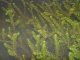 Elodea canadensis