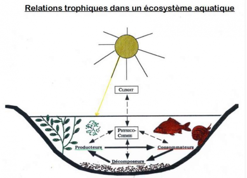 Fichier:Rel trophiques.jpg