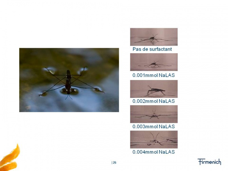 Fichier:Insecte.jpg