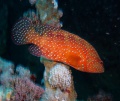 P1070530 cwz r.jpg