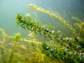 Elodea nuttallii