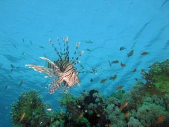 Lion fish reduit.jpg