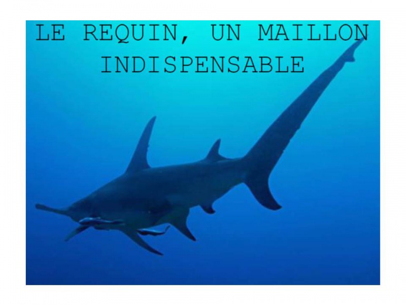Fichier:SS Dia 13.jpg