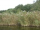 Phragmites australis