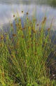 Scirpus lacustris