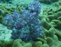 P1030533rrcwz.JPG