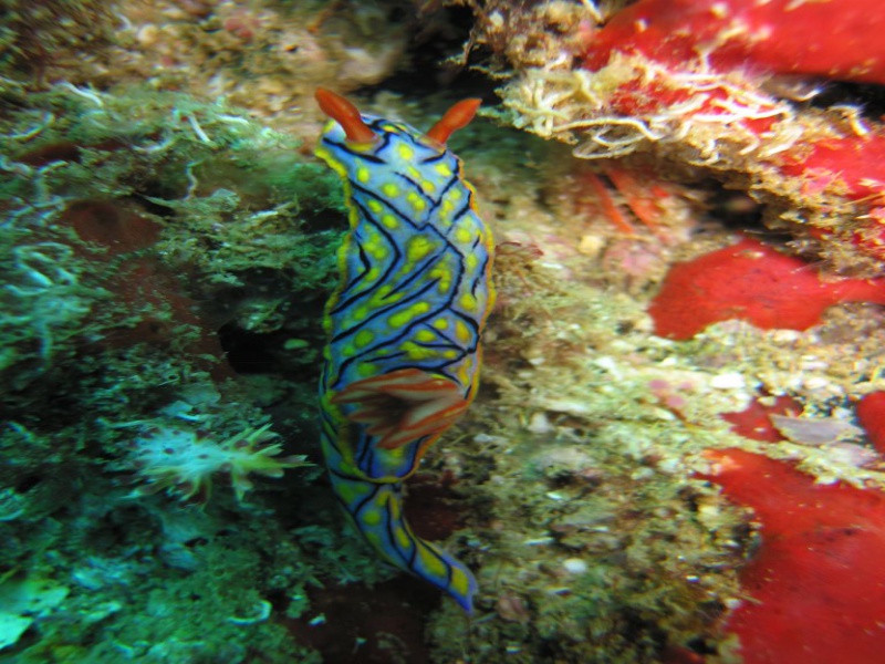 Fichier:Oman 5 024 rjmc.jpg
