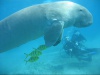 Dugong.jpg