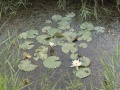 Nymphaea alba