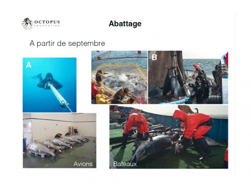 Fichier:DiaJP-36.jpg